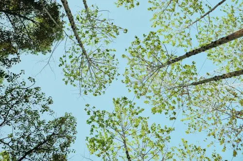 A Voltabarozzo nasce un nuovo bosco urbano: cittadini protagonisti della forestazione