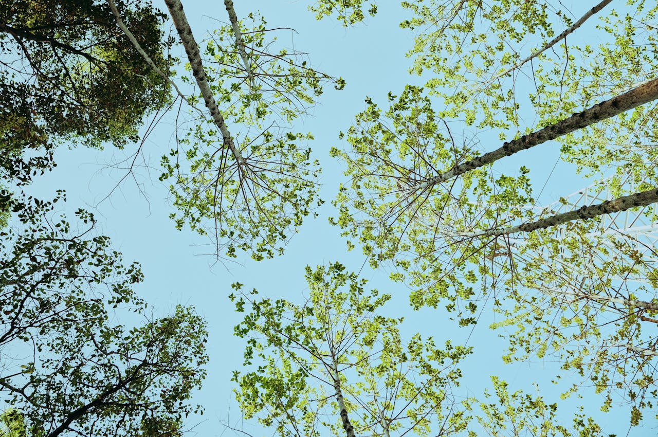 A Voltabarozzo nasce un nuovo bosco urbano: cittadini protagonisti della forestazione