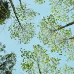 A Voltabarozzo nasce un nuovo bosco urbano: cittadini protagonisti della forestazione