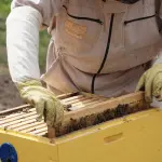 Giornata ecologica regionale 2026, focus sulle api e bando da 100 mila euro