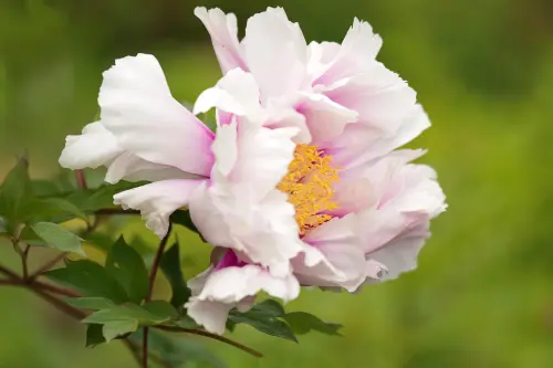 Padova inaugura il Parco Guizza: sette ettari di verde tra città e natura