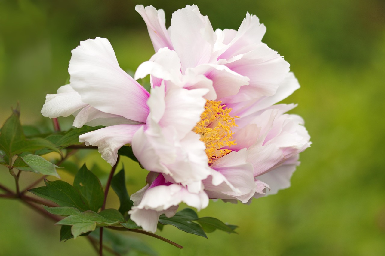 Padova inaugura il Parco Guizza: sette ettari di verde tra città e natura