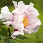 Padova inaugura il Parco Guizza: sette ettari di verde tra città e natura