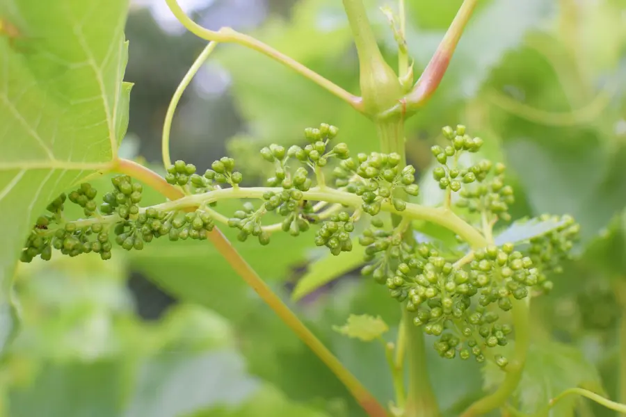 Come prevenire i danni da gelate improvvise: strategie pratiche per proteggere le piante