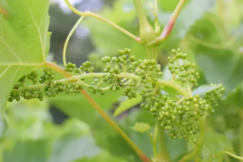 Come prevenire i danni da gelate improvvise: strategie pratiche per proteggere le piante