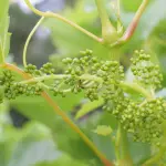 Come prevenire i danni da gelate improvvise: strategie pratiche per proteggere le piante