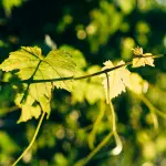 Veneto, nasce l’Albo dei viticoltori eroici e storici: riconoscimento a un’agricoltura che custodisce il paesaggio