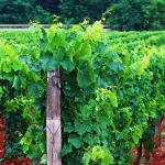 Vendemmia 2025 in Veneto: i dati definitivi arrivano a Legnaro, mentre l’export guarda ai dazi