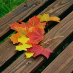 Padova rafforza il verde urbano: accordo tra Comune e Confindustria Veneto Est per la neutralità climatica