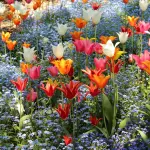 Orto Botanico di Padova UNESCO: cosa vedere e come visitarlo senza perdere i dettagli giusti